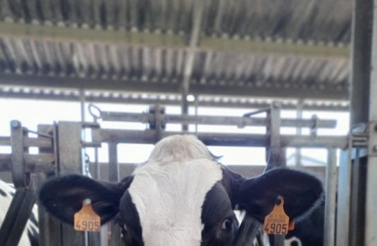  (vergroot foto)